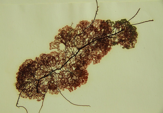 Ceramium pacificum 
(epiphytic on Gracilaria sp)