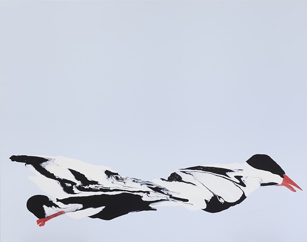 Arctic Tern, Broken Wing