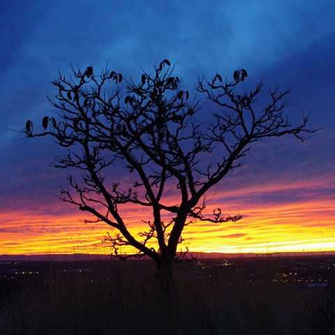 150 Boise Sunsets: Pod Tree on Eagle Ridge