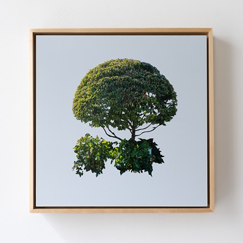 Topiary Tree (framed)