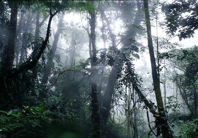 Cloud Forest #2, Monteverde, Costa Rica