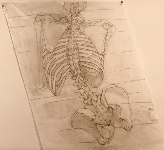 Spine (skeletal view)
