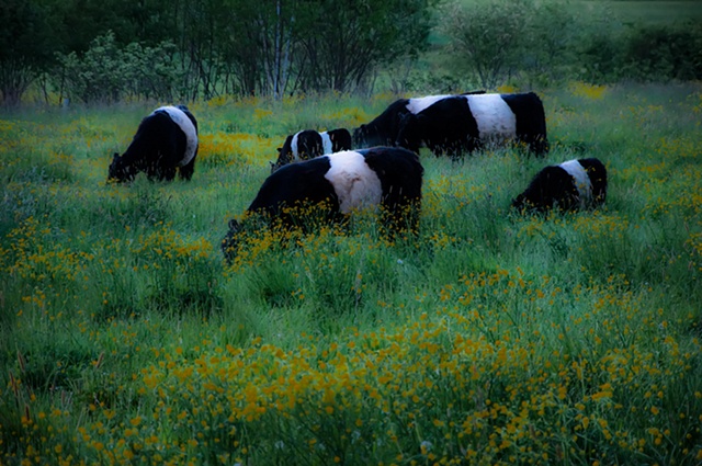 Belted Galloways in Sping