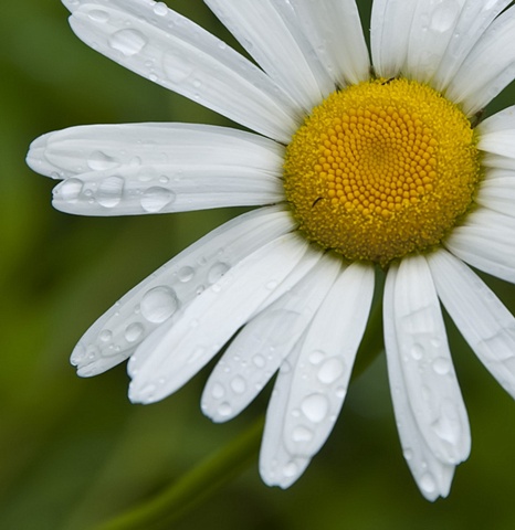 Daisy in Rain