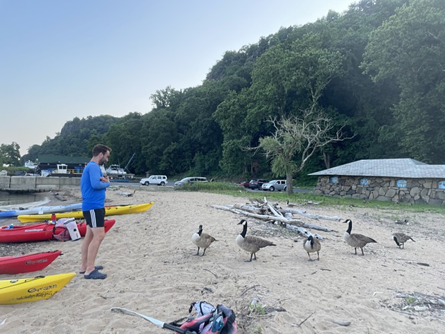 contact with the more-than-human: animal