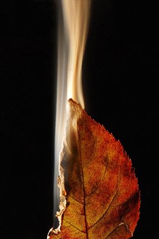 Burning Leaf 8