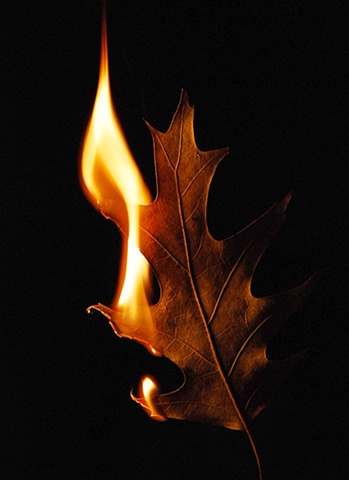 Burning Leaf 6