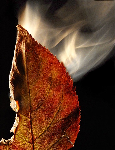 Burning Leaf 9