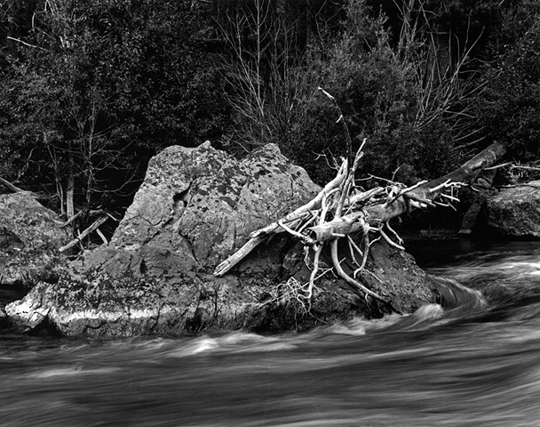 Taylor River Driftwood