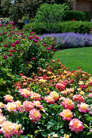 Rose Garden- Chicago Botanic Garden