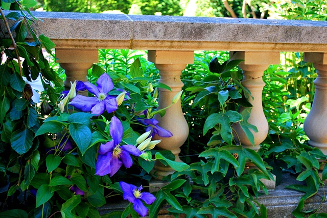 Purple Flowers and Columns