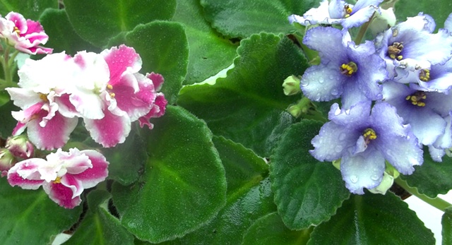 Periwinkle and Pink African Violet