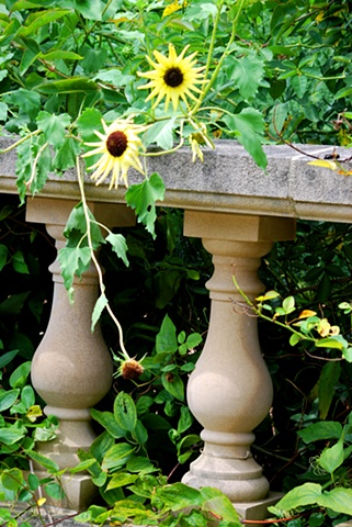 Yellow Flowers and Columns