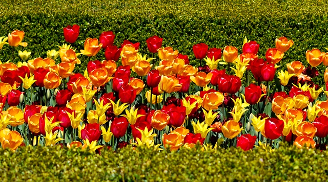 Tulips and Hedges