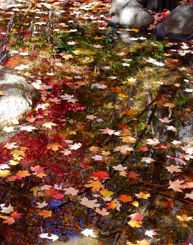 Leaves In Pond Reflections