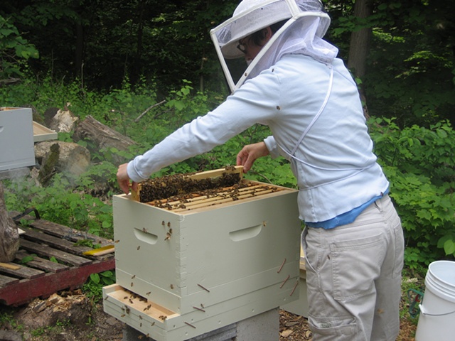 Deb working the hive.