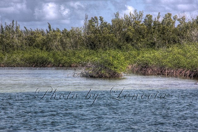 Mangroves in Newlands, Grand Cayman, Cayman Islands