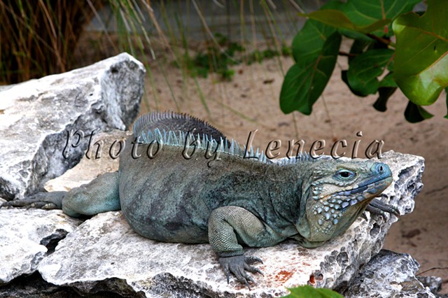 Blue Iguana, Boatswain Beach, Grand Cayman