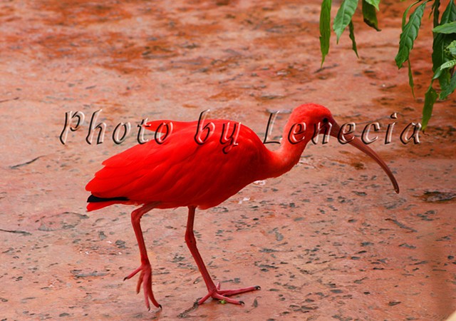Scarlet Ibis, Boatswain Beach, Grand Cayman