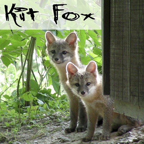 Kit Fox Faunagraphs