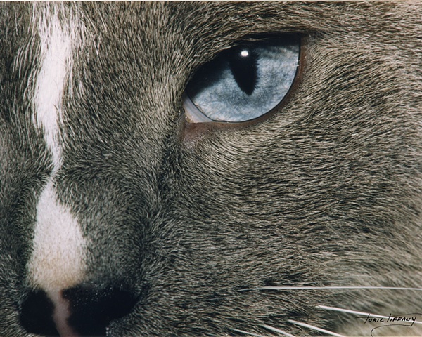 Faunagraphs, cat, eyes, close up