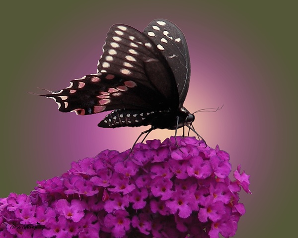 Faunagraphs, butterfly photo, butterfly bush photo, nature photo, Black Swallowtail butterfly photo