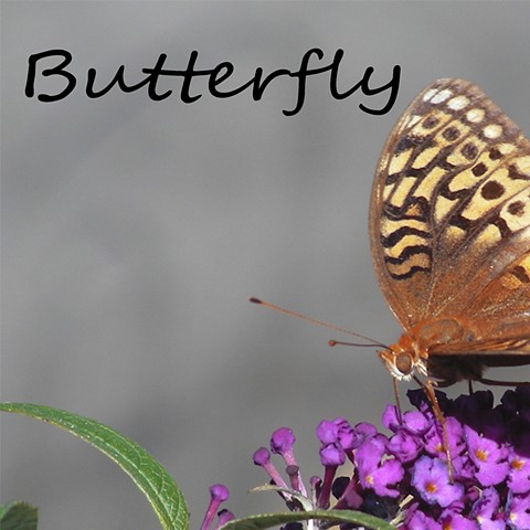 Butterfly Faunagraphs