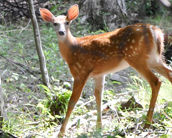 Faunagraphs, deer, bambi, wildlife, nature, animals