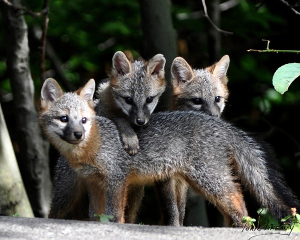 kit fox, nature, wildlife, animals, Faunagraphs