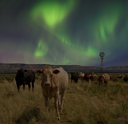 Cows, New Mexico