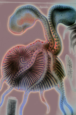 Argonauta (Octopus)
2019
zone plate photograph
archival pigment print
20"x13" 
from Lorenz Oken, "Allgemeine Naturgeschichte V. Zoologie" 1843