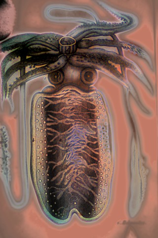 Sepia (Squid)
2016-2019
zone plate photograph
archival pigment print
20"x13" 
from Lorenz Oken, "Allgemeine Naturgeschichte V. Zoologie" 1843