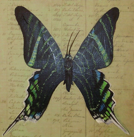 Black Thecla Butterfly