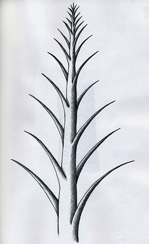 TREE: Pointy Chiaro