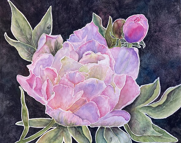 My Dream Peony