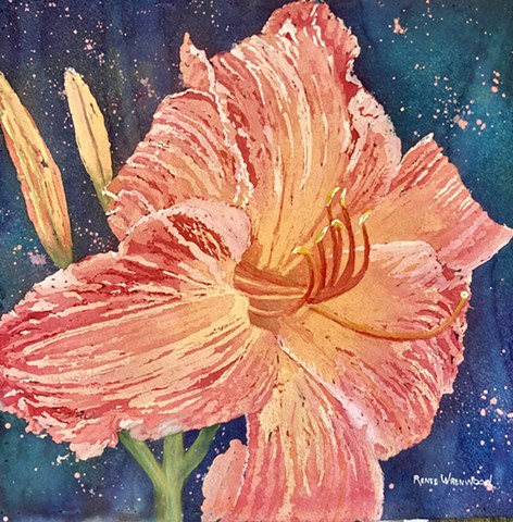 Pink Stripe Daylily