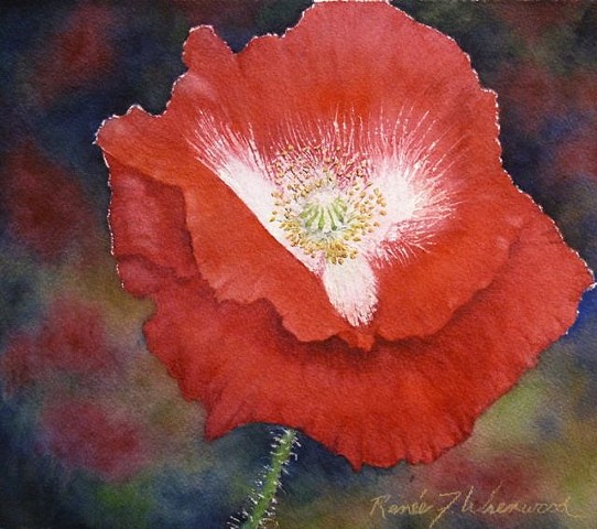 A brilliant Red Poppy in transparent watercolor painted by a McKinney, TX Watercolor artist