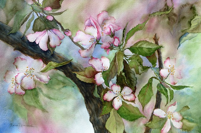 Loosely painted watercolor of apple blossoms