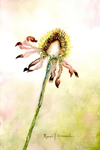 Echinacea Dichotomy