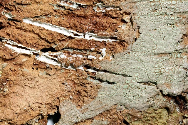 Surface Study- erosion (detail)