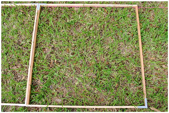 Planting Into the Grid, 2009 Row 2, Image 20, July 24, 2010