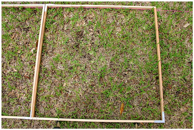 Planting Into the Grid, 2009 Row 2, Image 35, July 24, 2010