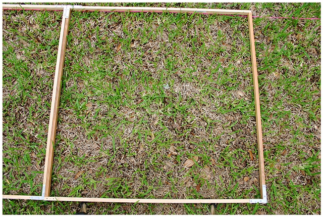 Planting Into the Grid, 2009 Row 2, Image 33, July 24, 2010