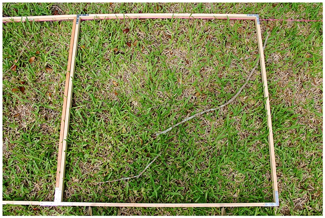 Planting Into the Grid, 2009 Row 2, Image 11, July 24, 2010