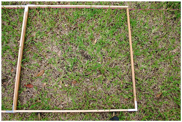 Planting Into the Grid, 2009 Row 2, Image 37, July 24, 2010