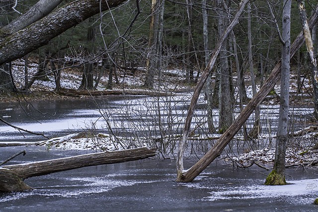 2012 Ice Catskill Mountain Winter Swamp Photo