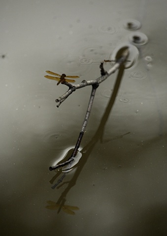 Dragonfly
photographed by Anthony J Peritore