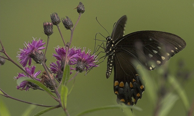 Ironweed flower and spicebush swallowtail butterfly
