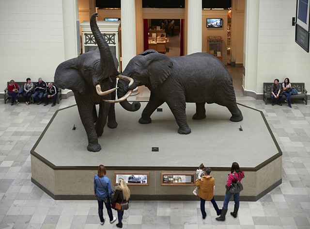 "Akeley's Fighting Bulls" exhibit
The Field Museum
Renovated October 2014
