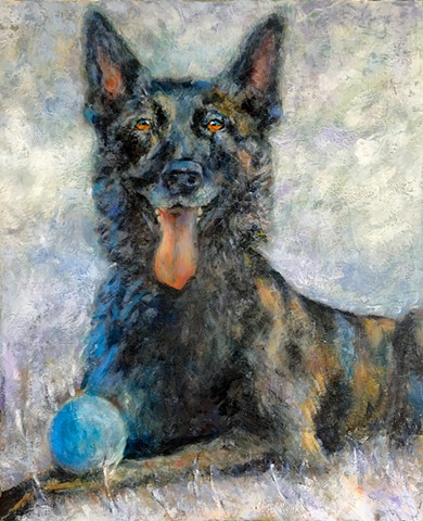 dutch shepherd dog portrait dallas